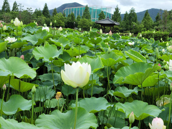 신정호수 공원내 자태로운 연꽃