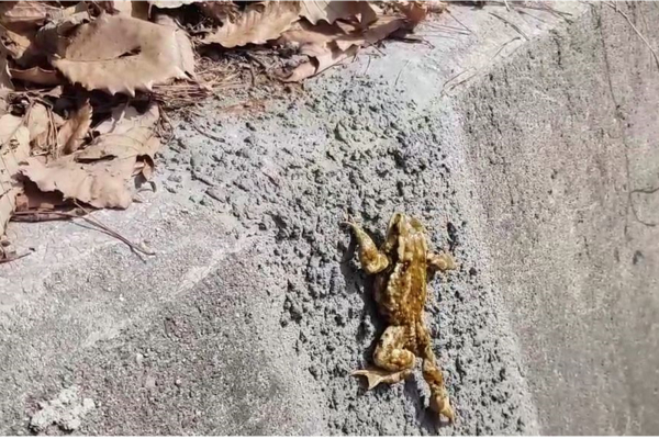 콘크리트 수로에 모르타르 산포기법을 국내에서 처음으로 시공하여 수로에 빠진 야생동물이 탈출하고 있는 모습