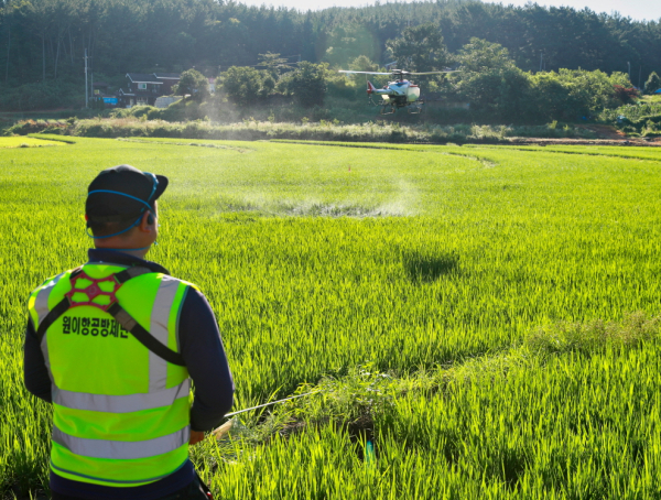 항공방제 실시 모습(지난해 7월 원북면 반계리).