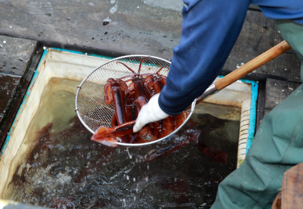 지난 21일 신진항 위판장의 오징어 모습.