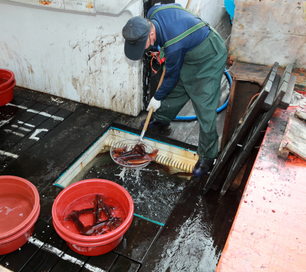 지난 21일 신진항 위판장의 오징어 모습.