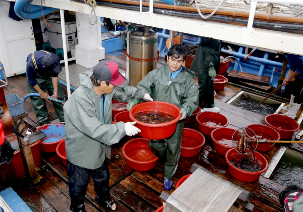 지난 21일 신진항 위판장의 오징어 모습.