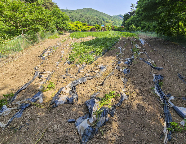 농작물 피해사진(고구마)