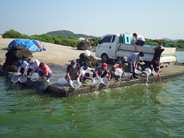 아산호 뱀장어 치어 방류 장면