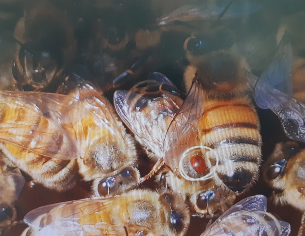 꿀벌의 최대 천적인 응애류 등 병해충 모습