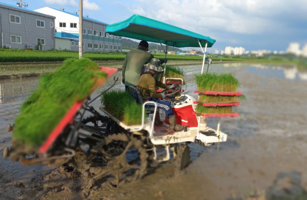 벼 2기작 모내기 사진