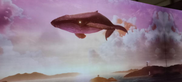 혹등고래, 보름달 뒤로하고 웅장한 자태 드러내