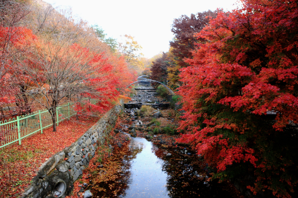 성주산 단풍 사진