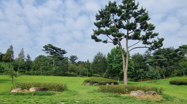 추사고택 나무 보식작업 완료 모습