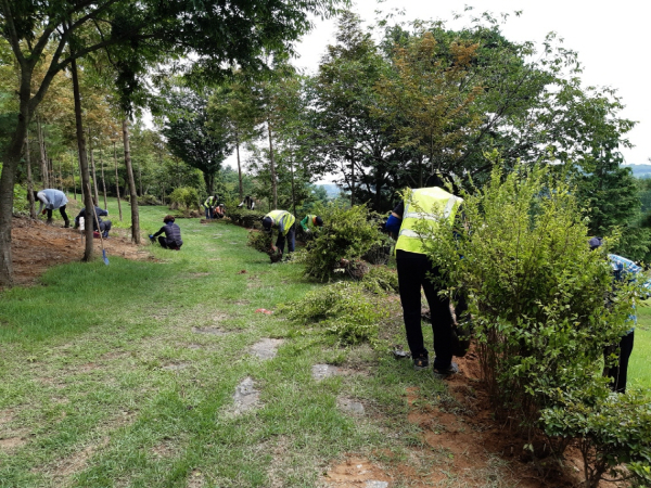 추사고택 나무 보식작업 모습