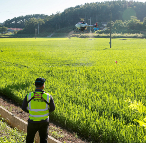 벼 병해충 항공방제 모습(지난해 7월 원북면).