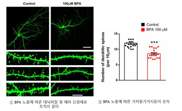 BPA 노출에 의한 수지상 조직 및 가지돌기가시 수의 변화