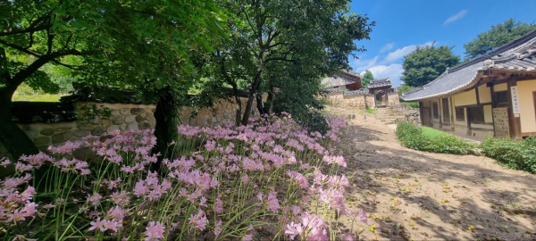 추사고택 내 상사화 모습