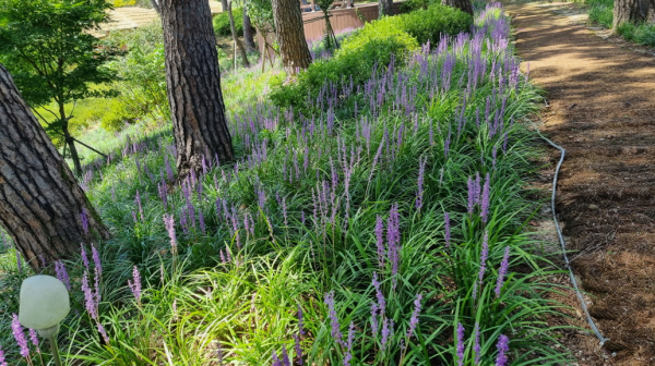 소나무 군락 아래 식재한 맥문동 모습