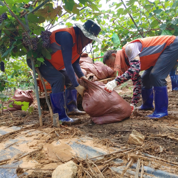 부여 집중호우 피해 현장서 수해복구에 동참하고 있는 한국타이어 임직원들 모습