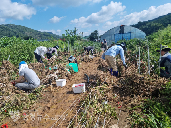 충남도의회가 수해농가 일손돕기를 진행한다.