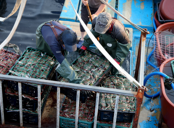 지난 21일 안면읍 백사장항 위판장의 꽃게 모습.
