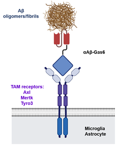 Gas6 융합단백질의 모식도