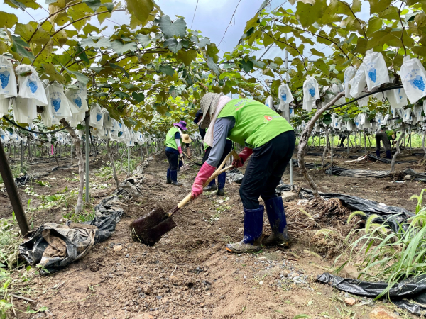 부여군 수해 복구 지원 자원봉사 활동 참여 모습