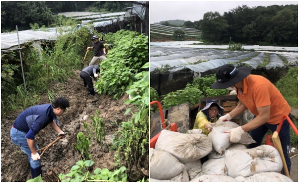 공사 직원들이 23일 부여군 은산면 수해 피해 농가에서 포도밭 배수로 토사제거 작업과 포도농가에서 폭우로 무너진 곳에 마대를 쌓고 있다