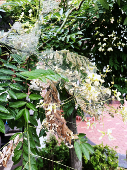 미국흰불나방 피해목 사진