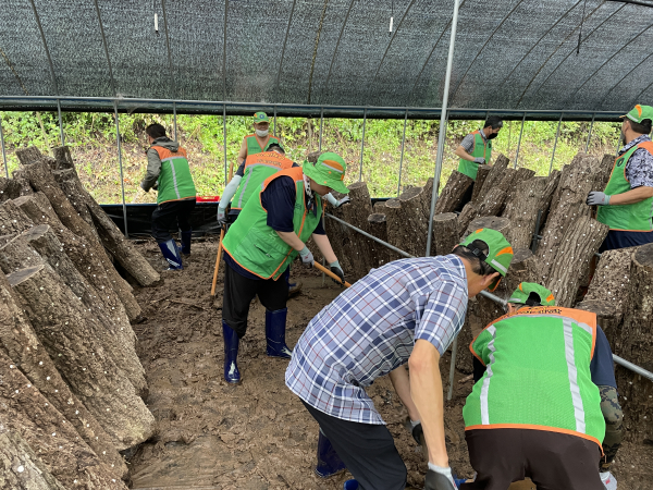지난 23일 청양군 남양면 버섯재배시설 피해복구 현장 모습