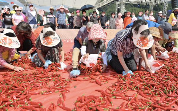 26일 3년 만에 청양고추․구기자 축제 개막-고추를 담아라 행사 모습