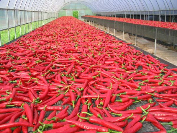 고추 건조 사진