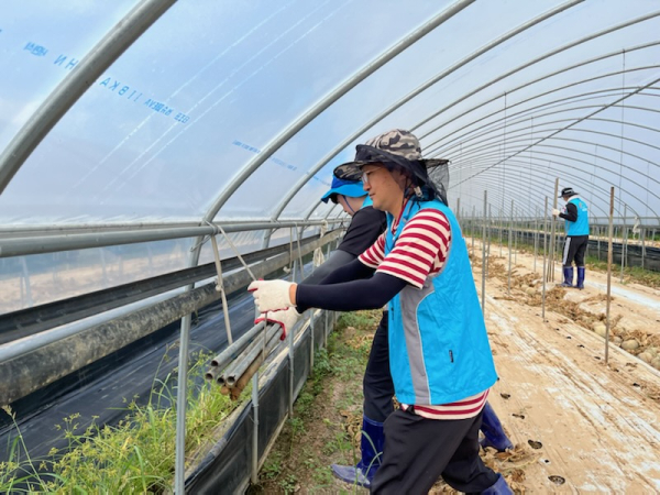 충남ㆍ충북 지역본부 합동 수해농가 피해복구 봉사활동 진행 모습