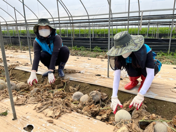 충남ㆍ충북 지역본부 합동 수해농가 피해복구 봉사활동 진행 모습