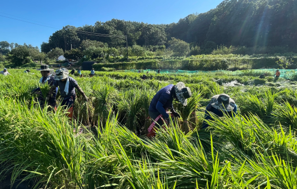 서대전농협·농협 대전본부 태풍 피해 농가 찾아 재해복구 지원활동 모습