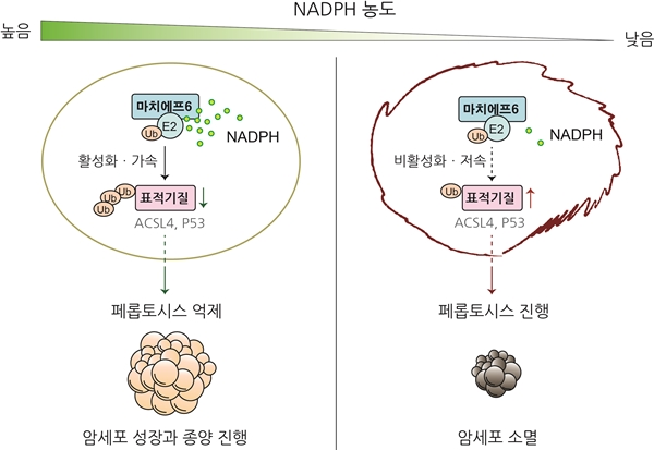 NADPH를 감지해 페롭토시스 억제함으로써 암세포 성장과 종양 진행을 증진하는 마치에프6 유비퀴틴 리가아제의 작동 모식도