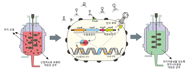 산업적으로 유용한 파지저항성 대장균 개발 과정 요약