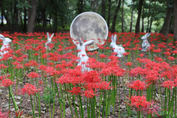 성주산 꽃무릇 모습