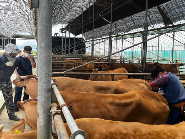 수정란 이식 모습