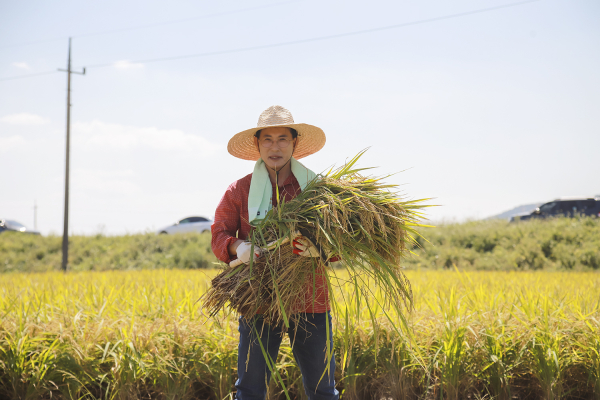 이완섭 서산시장이 21일 인지면 야당1리에서 벼 베기 시연을 하고 있다