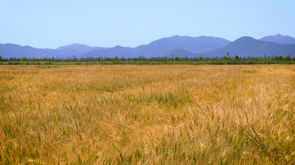 국내 밀밭 참고용 이미지