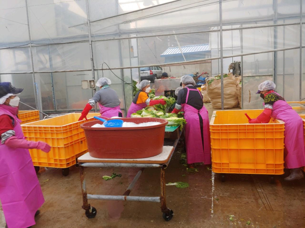 세종시농업기술센터 절임배추연구회, 29일부터 절임배추 사전주문