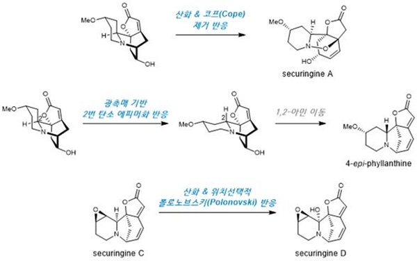 고산화준위 세큐리네가 알칼로이드 합성에 사용한 대표적인 반응