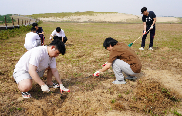 10월 1일 한서대 공항행정학과 학생들의 엠티 모습. / 엠티 장소인 신두사구에서 외래식물 제거 봉사활동을 펼치는 모습.