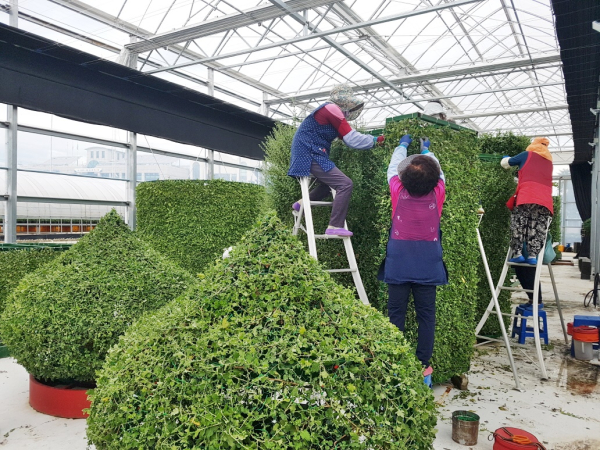 국화전시를 위한 국화 마무리 유인작업 모습