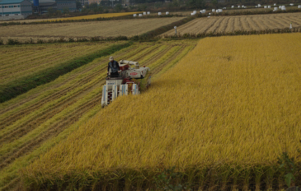 벼 수확 모습