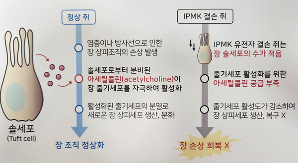 IPMK 효소에 기반한 장내 솔 세포 발생 및 장염 회복 조절 설명도