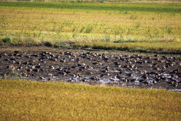 천수만 지역에서 관찰된 기러기류 사진