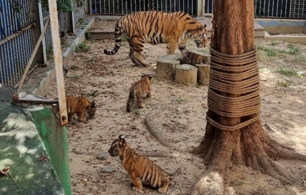 백두산 호랑이 삼남매 모습