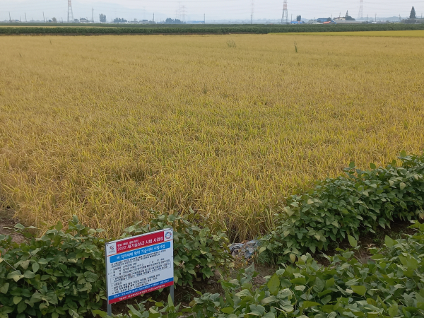 벼 직파재배 수확 연시회