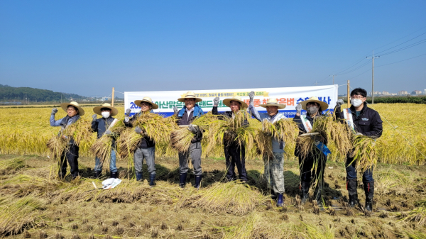 아산맑은쌀 브랜드 원료곡 해맑은벼 첫 수확 장면