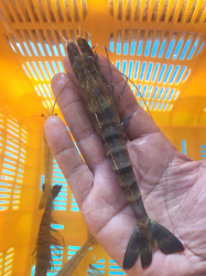 블랙타이거 새우