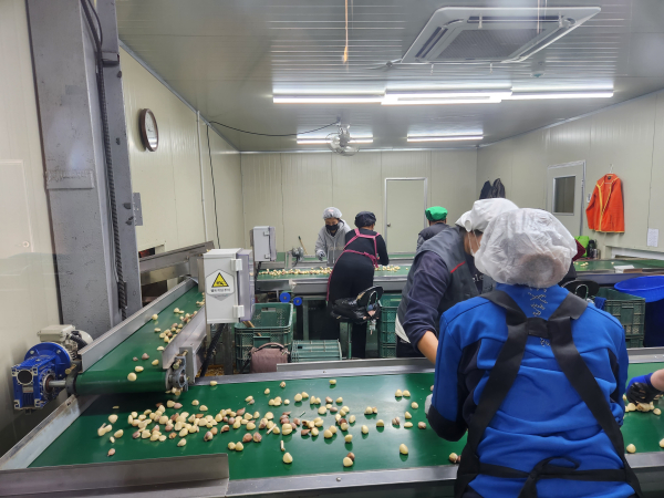 지난 16일 수출길에 오른 홍성마늘 선별 포장 모습