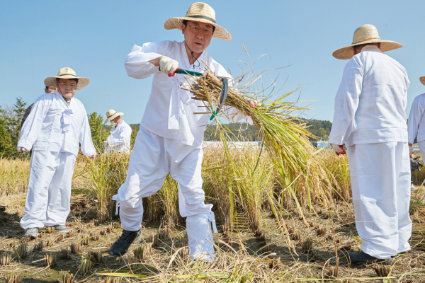 박경귀 시장 전통 벼 베기 행사 참여 장면